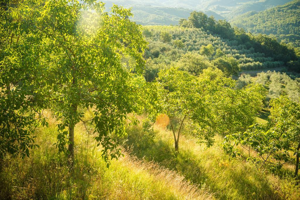 Podere Poggio Mendico Arezzo Dış mekan fotoğraf