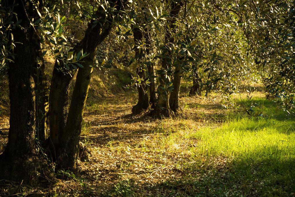 Podere Poggio Mendico Arezzo Dış mekan fotoğraf