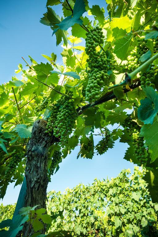 Podere Poggio Mendico Arezzo Dış mekan fotoğraf